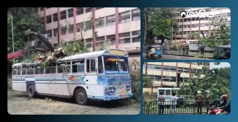 a-tree-falls-on-a-bus-in-maradana-photos
