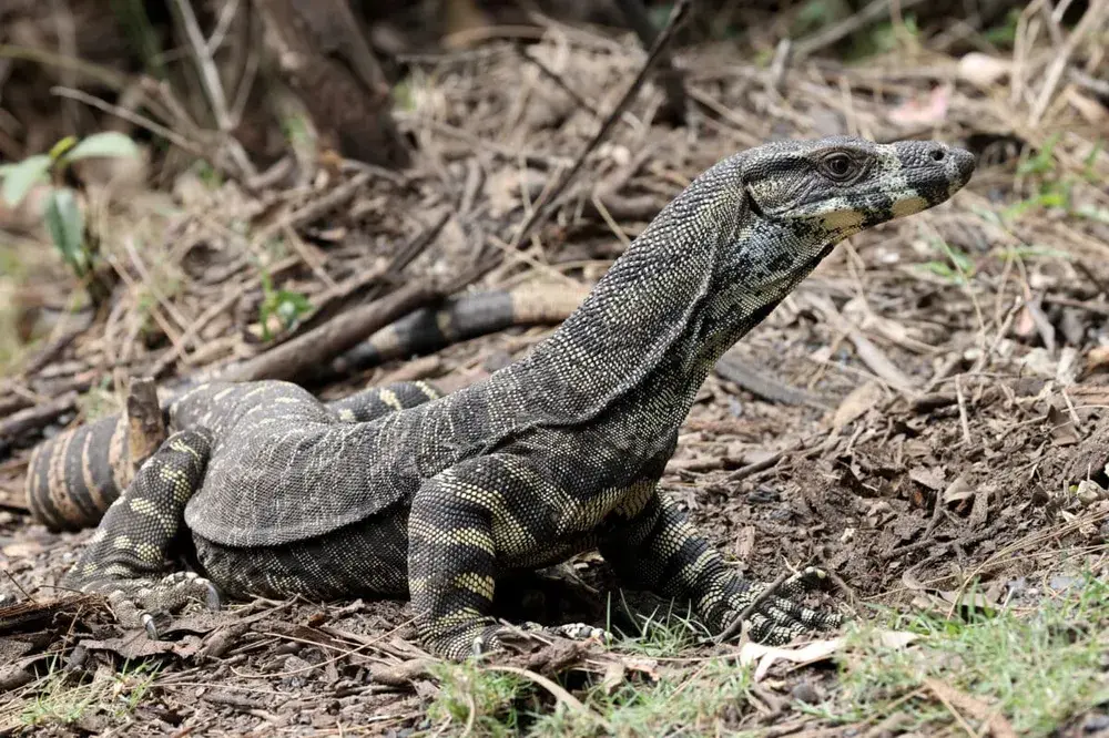 gossiplanka image 1