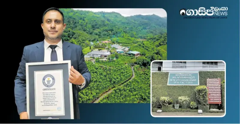the-story-of-ratnapura-withanakanda-tea-which-set-a-guinness-record