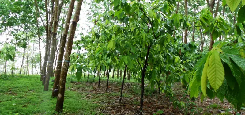 gossiplanka image 1 gossiplanka image 1