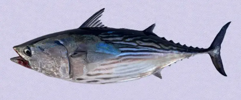 gossiplanka image 1