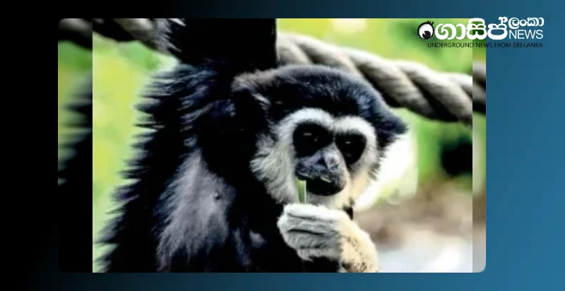 gibbon-monkey-that-lived-at-dehiwala-zoo-for-22-years-dies