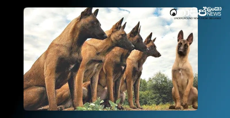 trained-dogs-to-search-for-bodies-buried-underground-imported-from-the-country