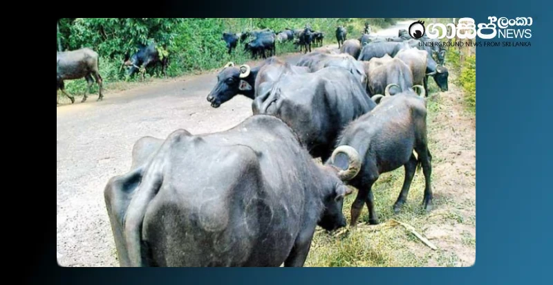 the-incident-was-hushed-up-after-a-sergeant-died-after-being-hit-by-a-herd-of-buffalo