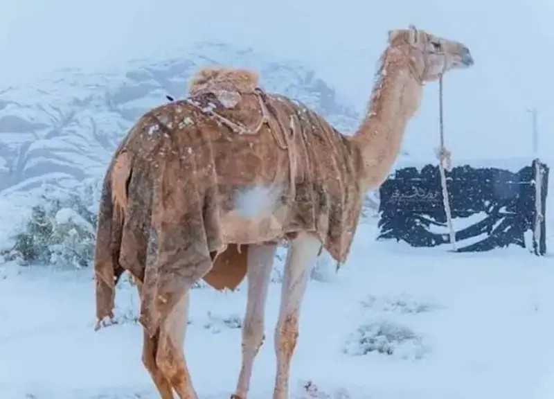 gossiplanka image 10