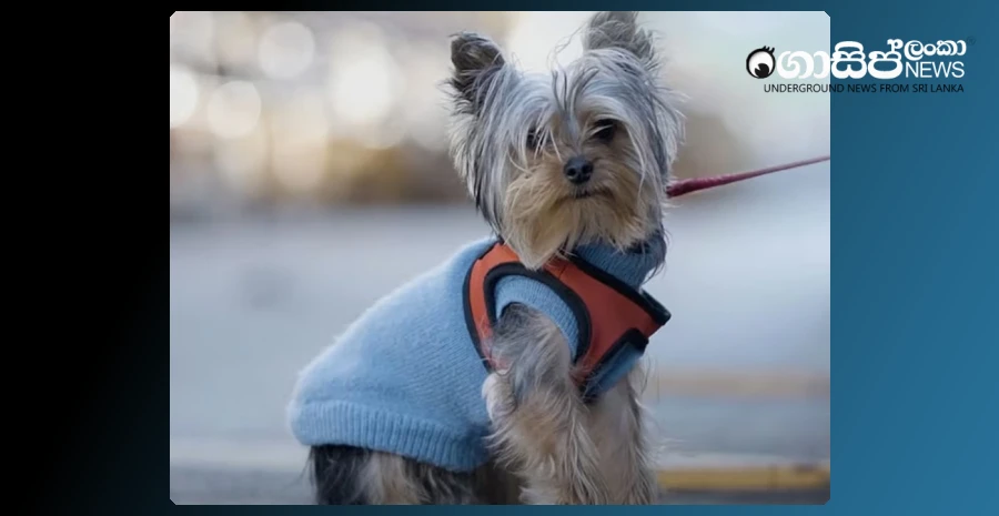 abu-dhabi-allows-hotel-pets