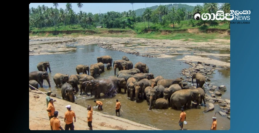 pinnawala-elephants-bathing-resumes