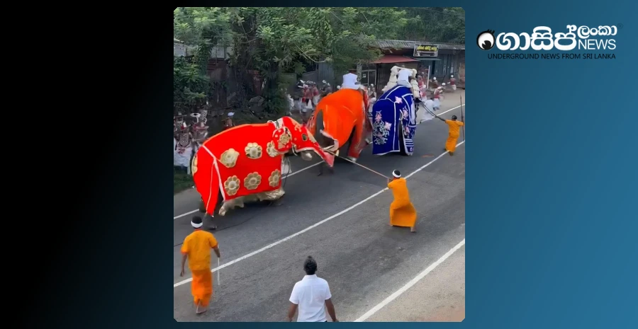 elephants-carrying-new-rice-to-the-dalada-maligawa-temple-have-been-killed