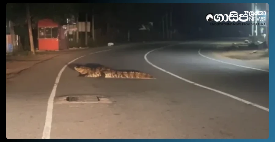 save-us-from-the-kimulas-in-batticaloa-the-people-demand