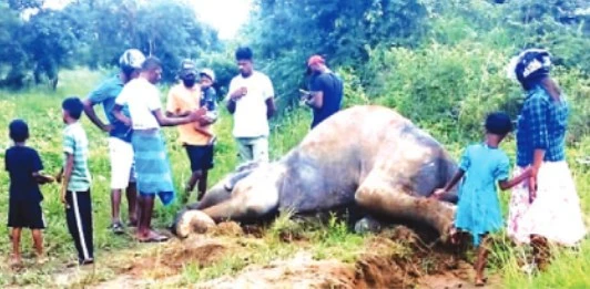 elephant-falls-pimburaattawa-canal