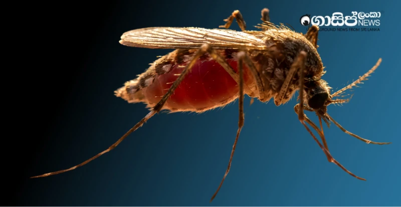 dengue-cases-surge-1000-cases-in-first-4-days-of-2026