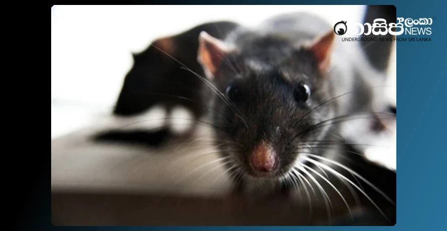 18-rat-fever-patients-die-in-minuwangoda