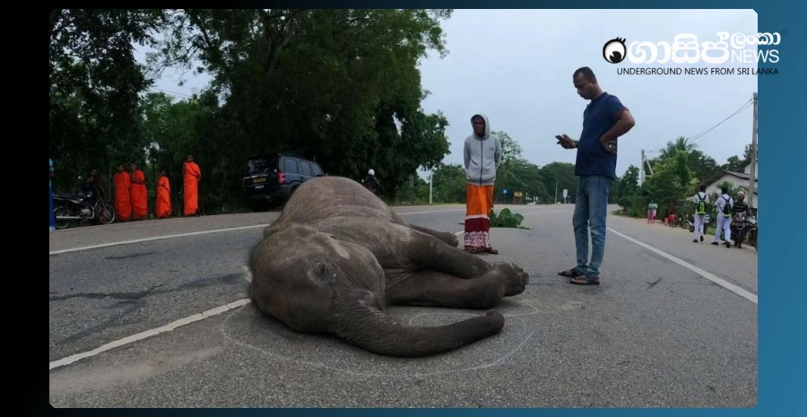 baby-elephant-dies-after-being-hit-by-lorry-in-galgamuwa