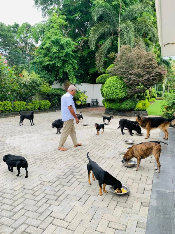 new-story-about-the-70-million-fine-dogs-and-dudleys-rolls-royce