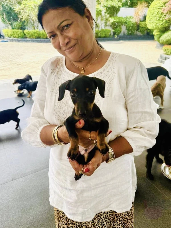 new-story-about-the-70-million-fine-dogs-and-dudleys-rolls-royce