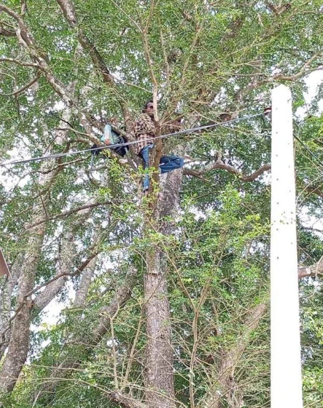 a-person-climbed-a-tree-saying-that-the-conciliation-boards-decision-to-pay-50000-was-not-fulfilled