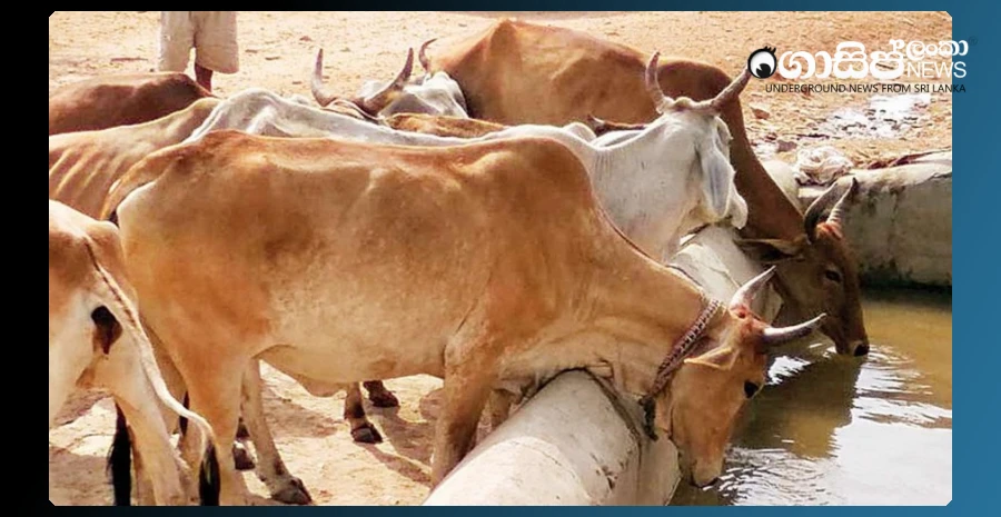 a-large-scale-slaughterhouse-in-galle-is-under-siege