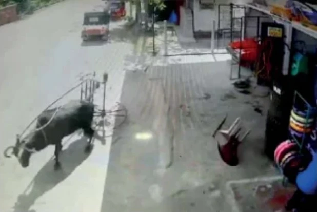 the-hotel-bull-turtle-danced-the-devil-in-the-city