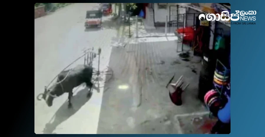 the-hotel-bull-turtle-danced-the-devil-in-the-city