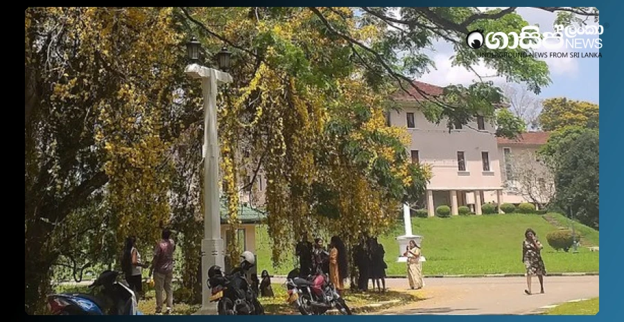 8-wasp-stung-in-the-hospital-near-pera-art-faculty