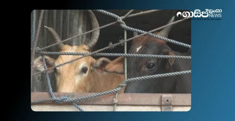 a-lorry-transporting-cattle-was-shot-and-the-suspects-arrested