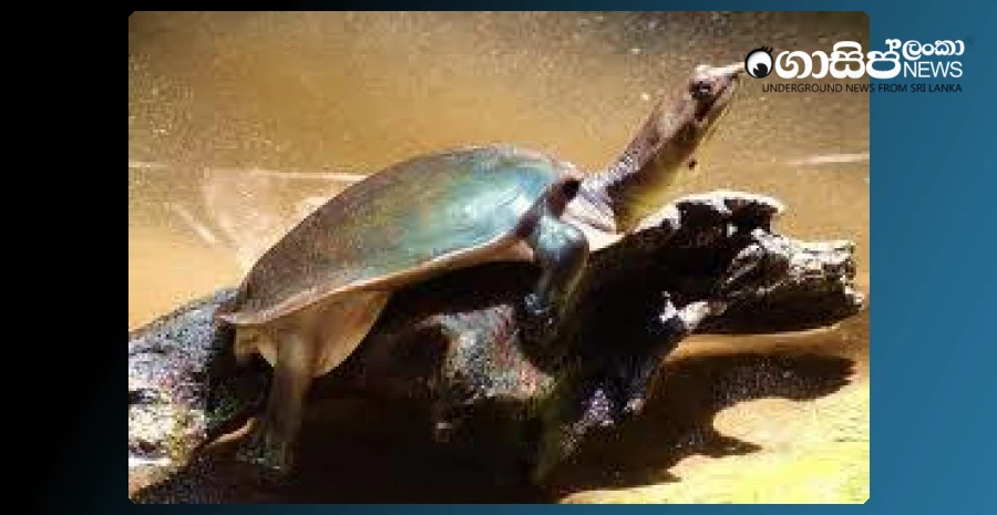 a-chinese-who-caught-milk-turtles-is-trapped