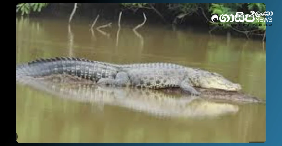 due-to-a-crocodile-in-the-kelani-river-nearby-residents-are-in-marabi