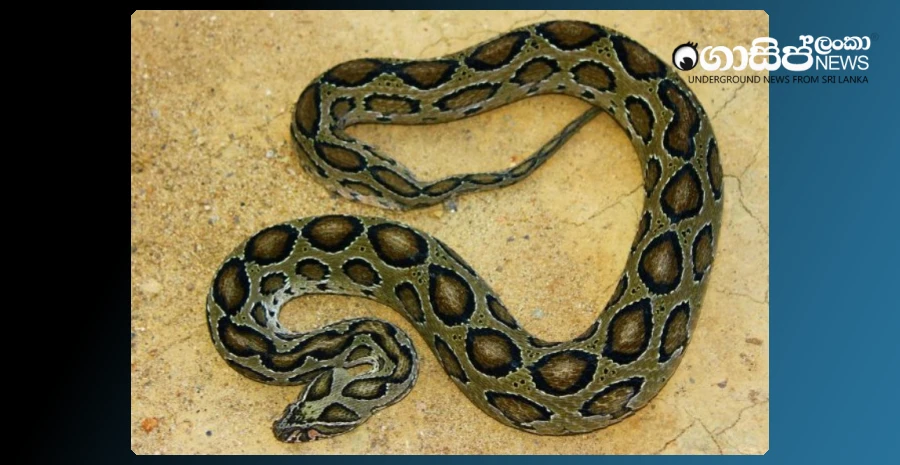 the-student-who-wrote-ol-was-bitten-by-a-bully