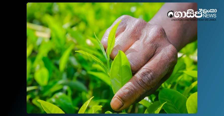 relief-for-disaster-damaged-tea-coconut-and-rubber-replantation