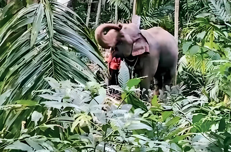 a-man-who-went-to-kiss-an-elephant-was-beaten-to-death