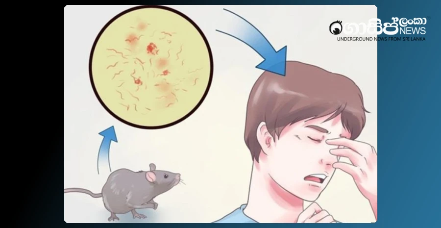 the-second-most-reported-infectious-disease-rat-flu-is-on-the-rise-again