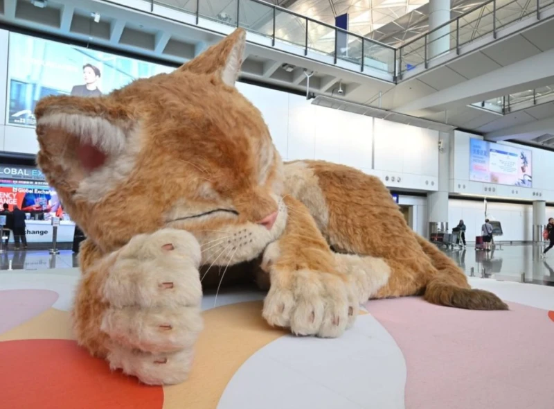a-fat-cat-at-the-hong-kong-airport