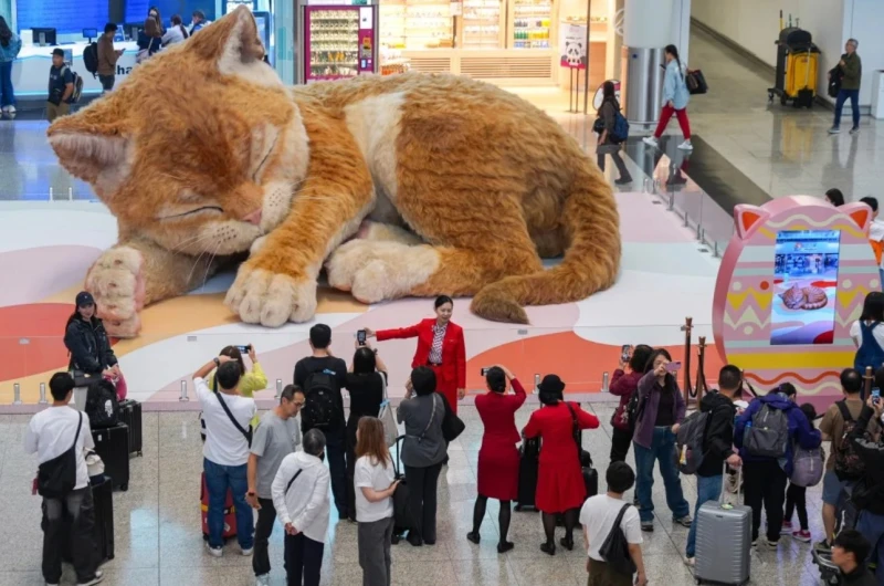 a-fat-cat-at-the-hong-kong-airport