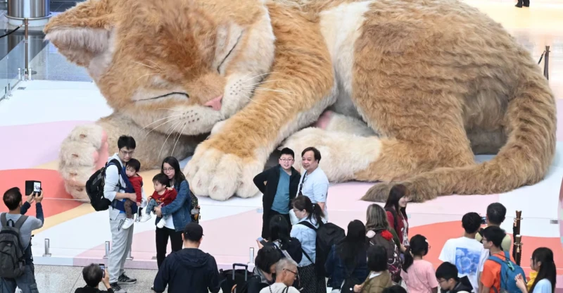a-fat-cat-at-the-hong-kong-airport