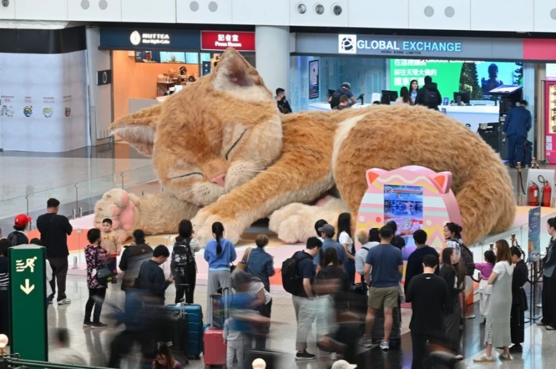 a-fat-cat-at-the-hong-kong-airport