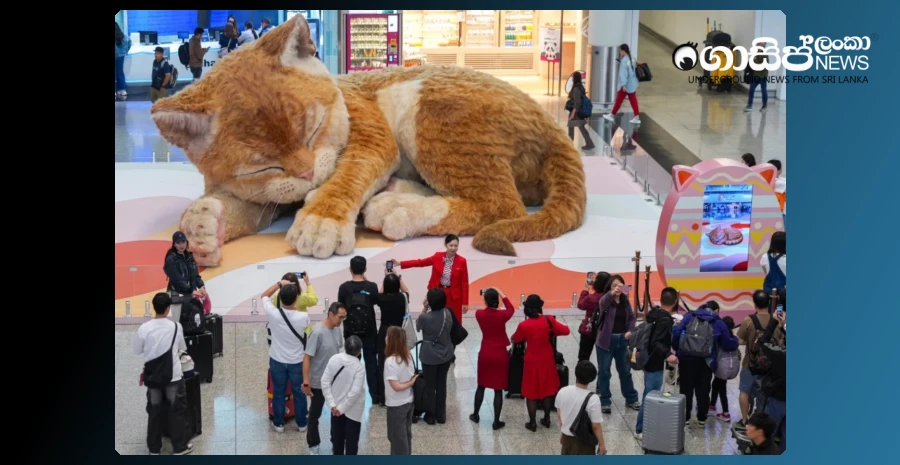 a-fat-cat-at-the-hong-kong-airport