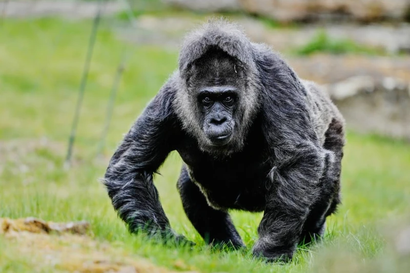the-gorilla-from-germany-who-went-into-the-world-record-book-over-the-age-of-69