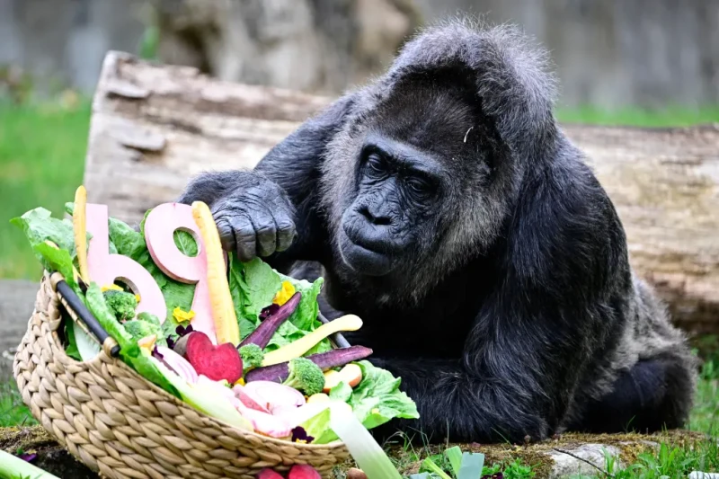 the-gorilla-from-germany-who-went-into-the-world-record-book-over-the-age-of-69