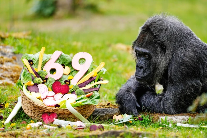 the-gorilla-from-germany-who-went-into-the-world-record-book-over-the-age-of-69