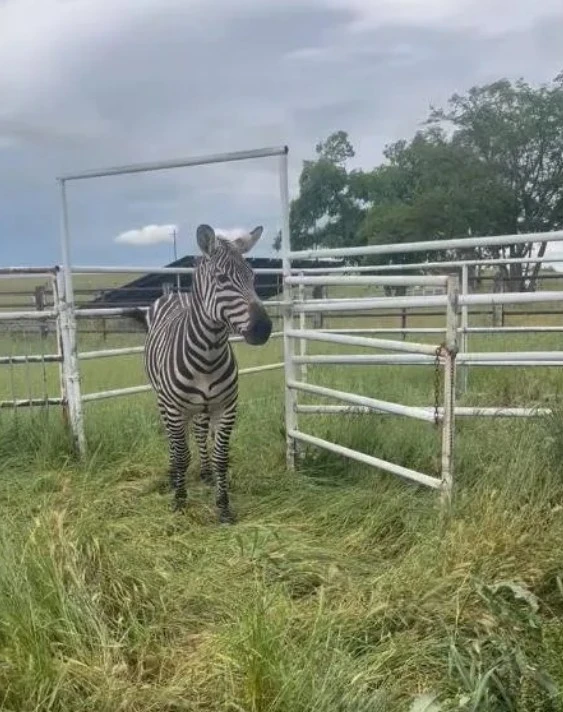 strange-visitor-to-lincoln-america