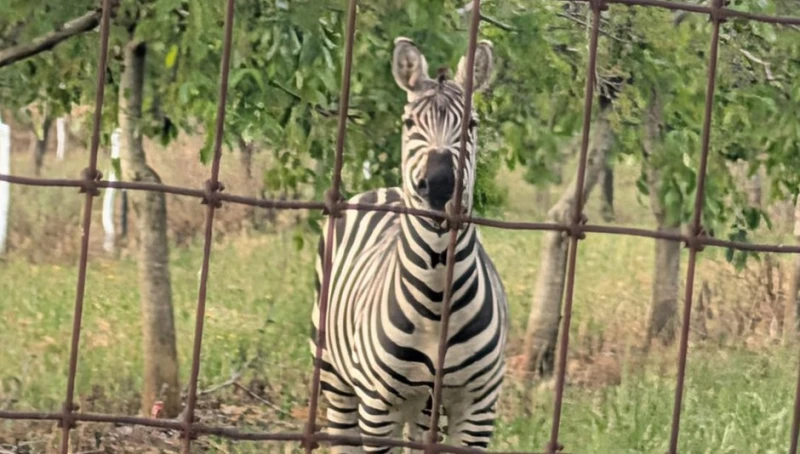 strange-visitor-to-lincoln-america