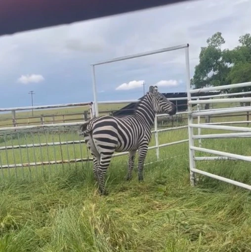 strange-visitor-to-lincoln-america