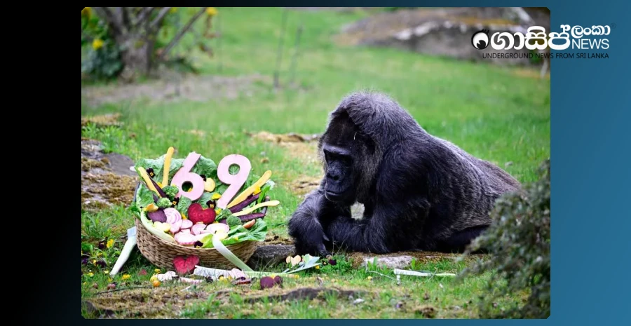 the-gorilla-from-germany-who-went-into-the-world-record-book-over-the-age-of-69