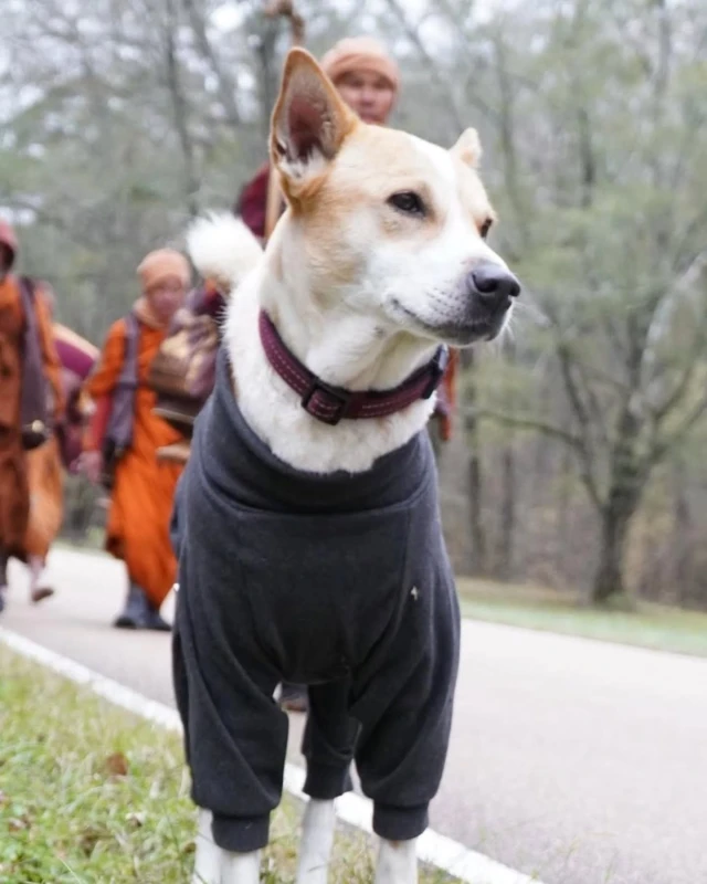 the-peace-march-will-start-today-with-aloka-carrying-the-message-of-peace