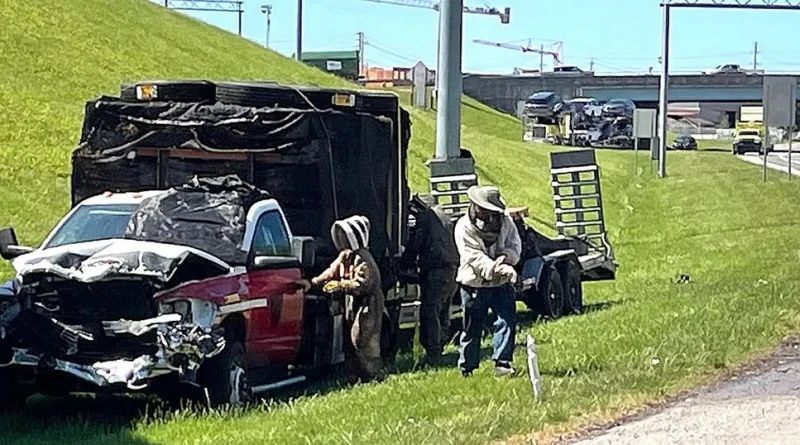 a-million-bees-escaped-from-a-car-after-a-high-speed-accident