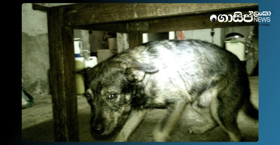 dogs-and-cats-have-become-sick-thousands-of-times-due-to-years-of-fires