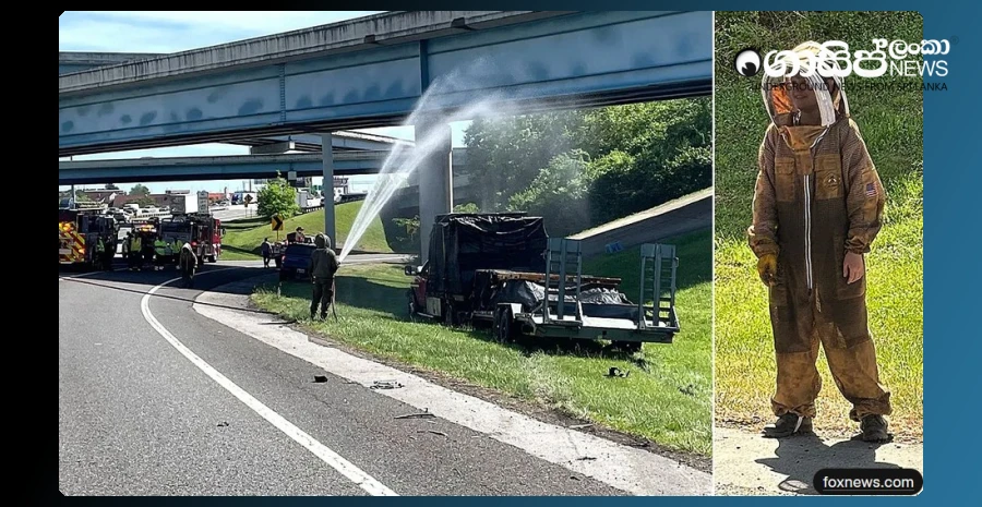 a-million-bees-escaped-from-a-car-after-a-high-speed-accident