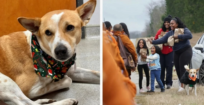 people-taking-selfies-with-dogs-disrupt-the-peace-march