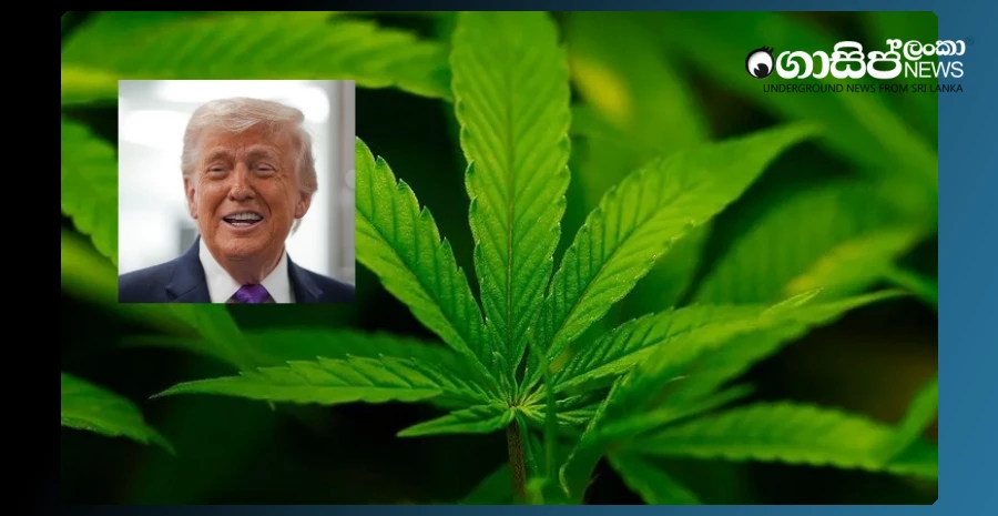 trump-designates-marijuana-as-a-low-risk-drug