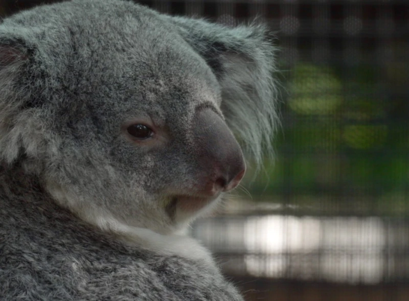 the-story-of-the-baby-koala-born-at-the-palm-beach-zoo-in-florida